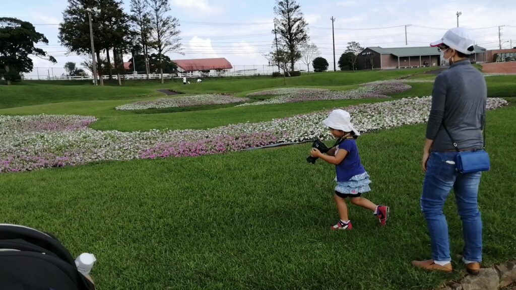 マザー牧場に咲く花の写真を撮ろうとする画像
