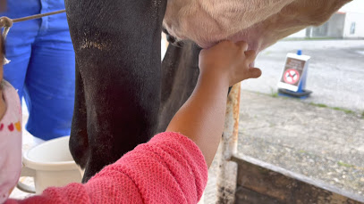 乳牛の乳搾り体験をする子供